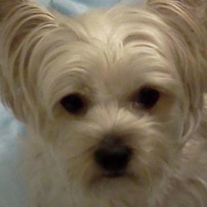 Meet your Posher, Lai ha